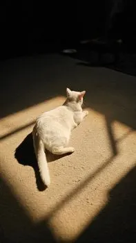 Basking — Греясь на солнце