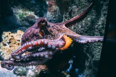 pulpo — осьминог