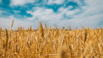 Cereals — зерновые культуры